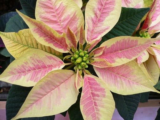 Рождественская звезда цветок Пуансеттия - фото, уход 