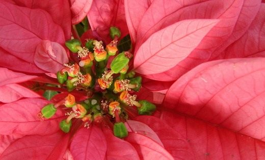Рождественская звезда цветок Пуансеттия - фото, уход 