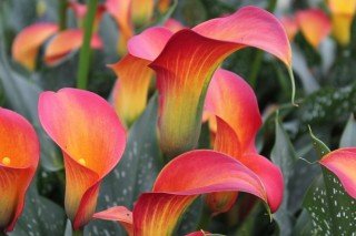 Лучшие комнатные растения с яркими прицветниками - список названий с фото и видео 
