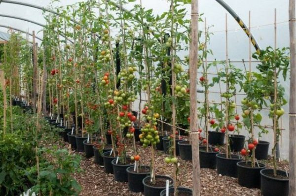 Как пасынковать помидоры правильно в теплице и открытом грунте 