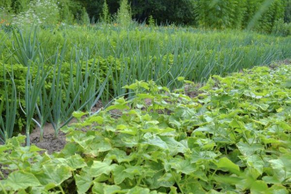 Как получить богатый урожай огурцов и как продлить плодоношение 