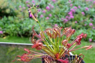 Комнатные растения хищники - cписок насекомоядных растений с названиями и фото 