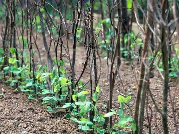 Выращивание гороха в открытом грунте, агротехника с фото и видео 