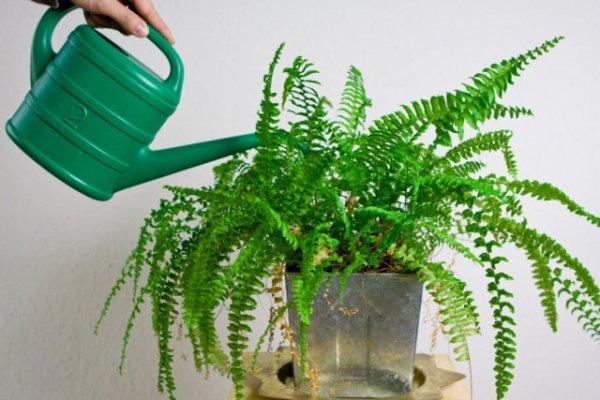 Почему не растут комнатные растения? Проблемы замедленный рост 