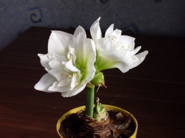 Амариллис уход за цветком в домашних условиях с фото и видео 