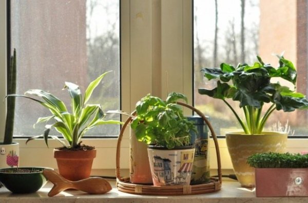Неприхотливые комнатные растения фото и названия 