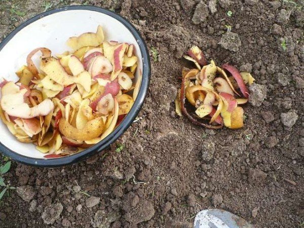Как использовать картофельные очистки в качестве удобрения 