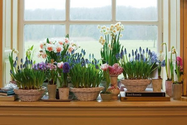 Лучшие цветы для выращивания живых букетов на подоконнике с фото и описанием 