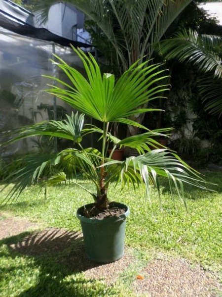 Пальма ливистона в домашних условиях - выращивание и уход 