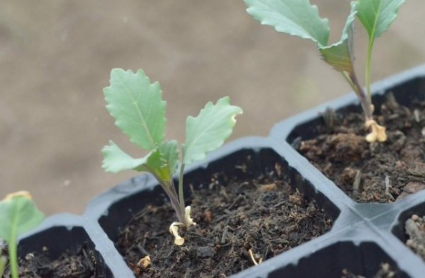 Брокколи – выращивание и уход за капустой в открытом грунте 