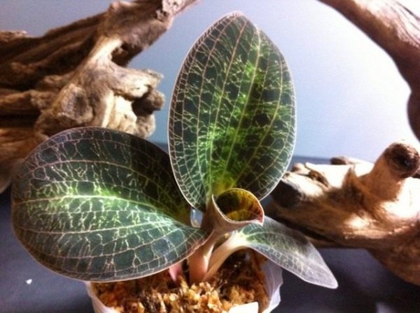 Драгоценные орхидеи - уход в домашних условиях с фото и видео 