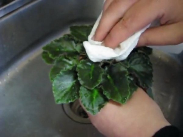 Как правильно мыть листья фиалки? Способы с фото и видео 
