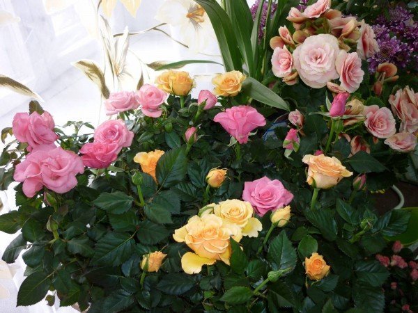 Уход за розами ранней весной и поздней, посадка и тд, видео (садовые, плетистые, комнатные) 