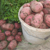 Лучшие сорта картофеля для различных регионов с фото 
