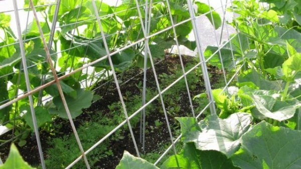 Как получить богатый урожай огурцов и как продлить плодоношение 