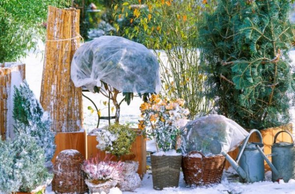 5 ошибок подготовки растений к зиме. Укрытие растений. Фото 