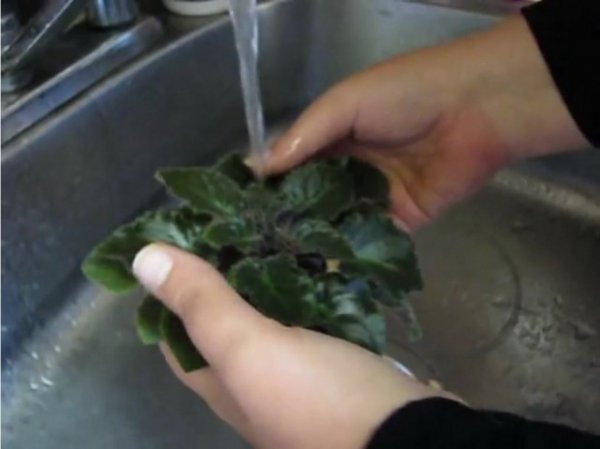 Как правильно мыть листья фиалки? Способы с фото и видео 