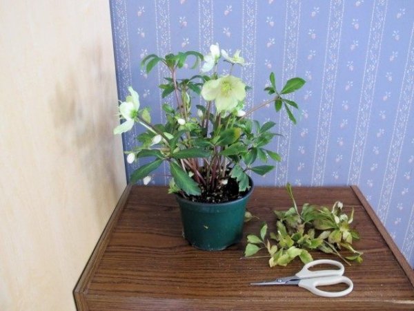 Почему опадают листья у комнатных растений? Причины и меры борьбы 