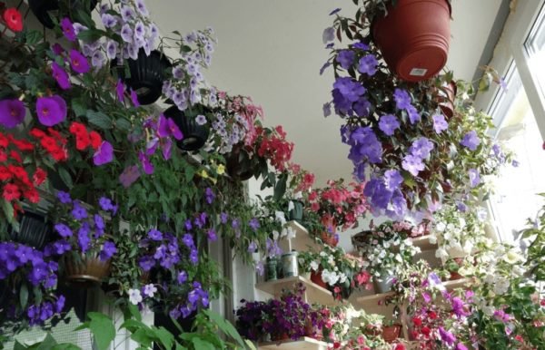 Ахименес все нюансы ухода за цветком и его выращивания в домашних условиях с фото и видео 