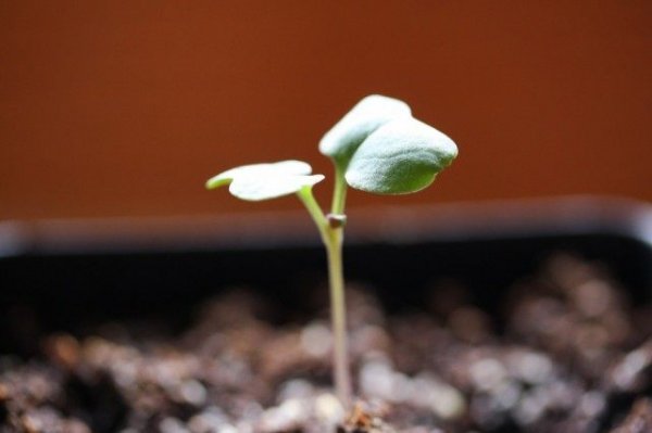 Выращивание рассады капусты из семян в домашних условиях 