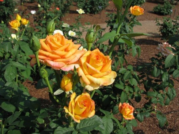 Роза чайно-гибридная фото и описание сорта, посадка и уход 