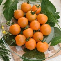 Лучшие новые сорта и гибриды помидоров для теплицы и грунта 