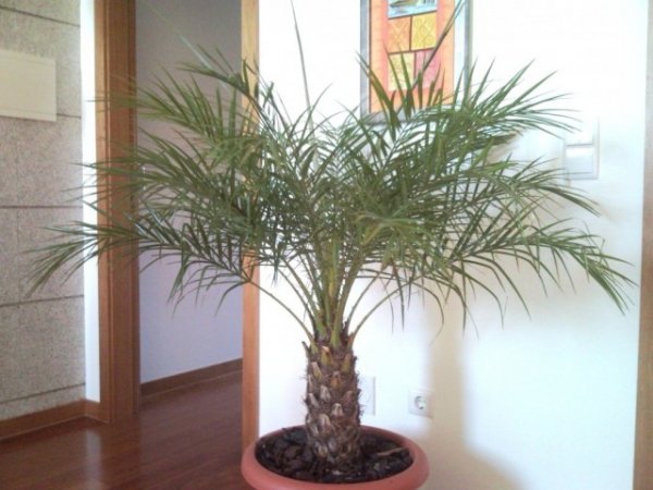 Комнатная финиковая пальма - уход в домашних условиях 