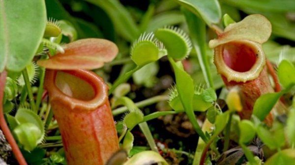 Комнатные растения хищники — cписок насекомоядных растений с названиями и фото