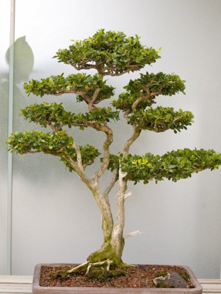 Способы выращивания бонсай. Как вырастить дерево бонсай. Фото 