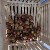 Как правильно хранить картофель - условия и температура 