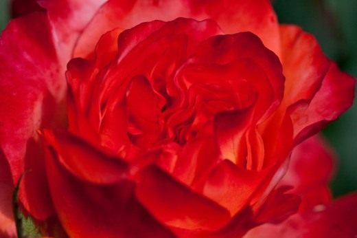 Роза флорибунда фото и описание сорта, посадка и уход 