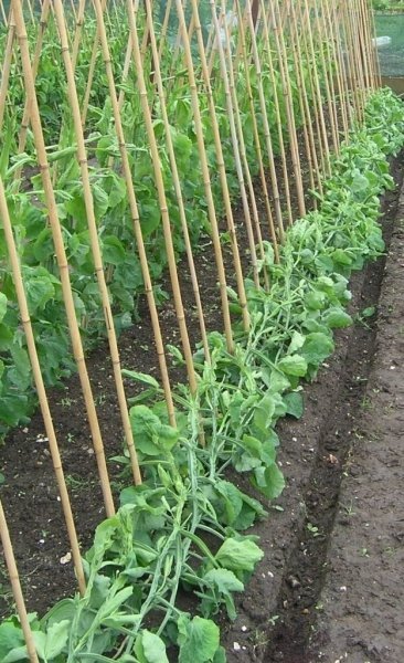 Выращивание гороха в открытом грунте, агротехника с фото и видео 
