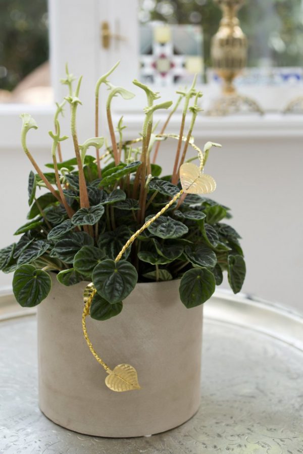 Комнатные растения с трубчатыми цветками - фото с названиями ТОП-5 