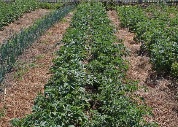 Способ выращивания картофеля под соломой, отзывы огородников с фото и видео 