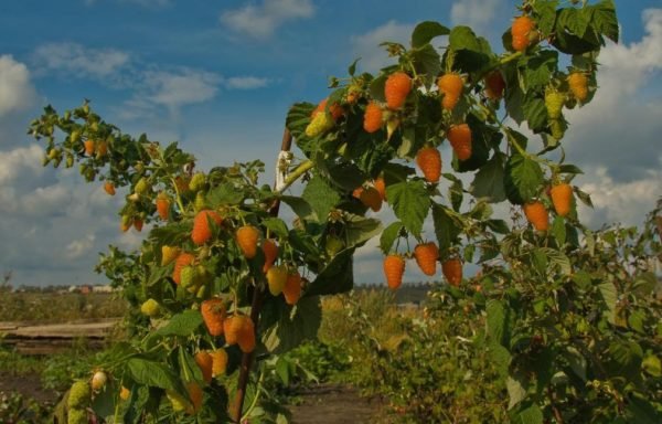 Малина Оранжевое чудо фото и описание сорта, посадка и уход 