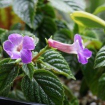 Ахименес — пышное цветение при минимальном уходе. Выращивание в комнатных условиях. Фото и видео. 