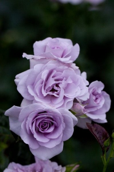 Роза флорибунда фото и описание сорта, посадка и уход 