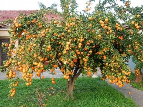 Домашний мандарин - уход, выращивание, размножение 