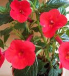 Ахименес все нюансы ухода за цветком и его выращивания в домашних условиях с фото и видео 