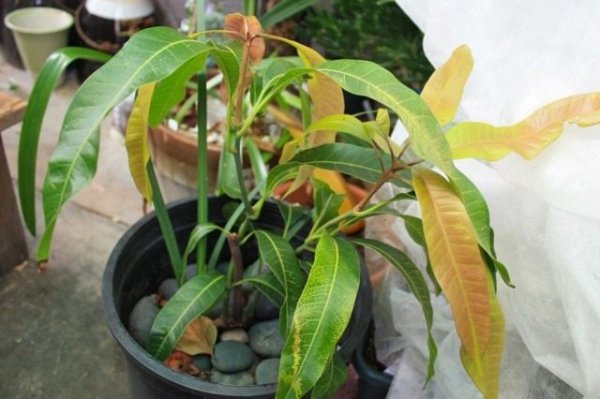 Выращивание манго из косточки в домашних условиях 
