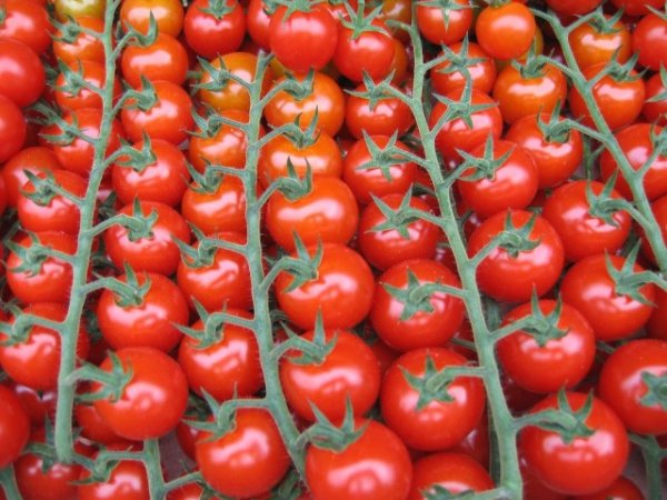 Как вырастить помидоры черри - особенности разных сортов 