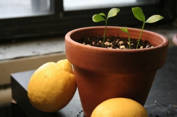 Выращивание лимонного дерева в домашних условиях с фото и видео 