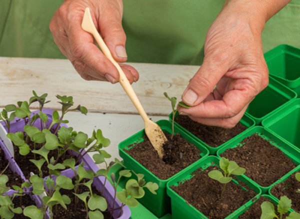 Как вырастить рассаду капусты в домашних условиях 