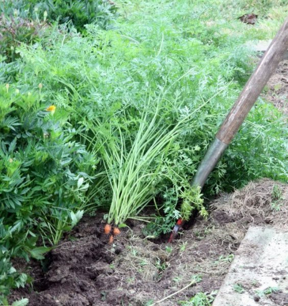 Когда копать морковь и свеклу - сроки и признаки созревания 