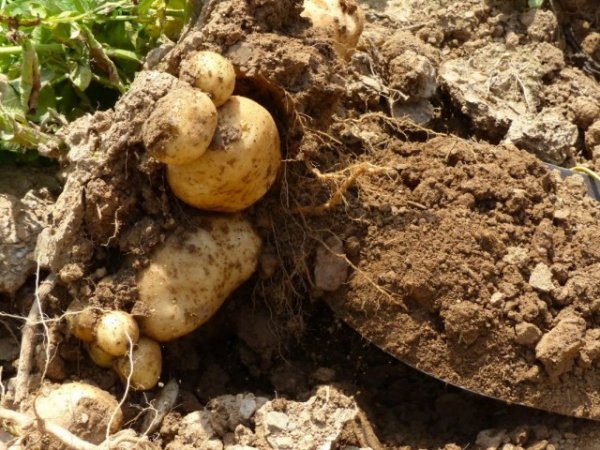 Когда и как правильно копать картошку - сроки и советы 