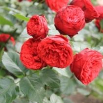 Сорта роз для цветника - ТОП-7 самых ярких с фото и видео 