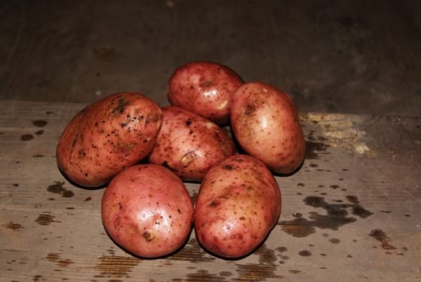 Хранение картофеля в домашних условиях, в том числе зимой: температура и условия 