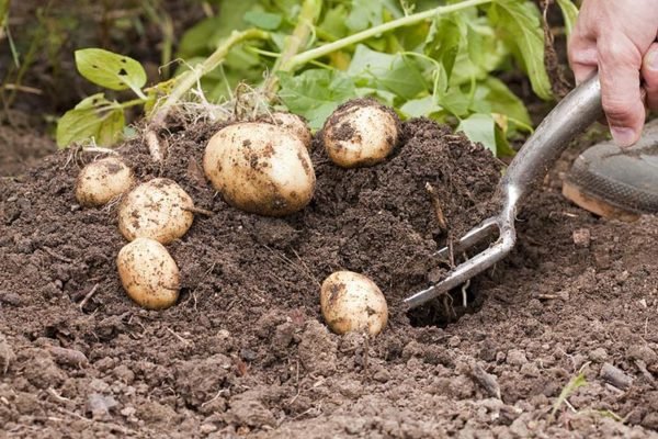 Посадка картофеля - способы и схемы, как и на какую глубину сажать 