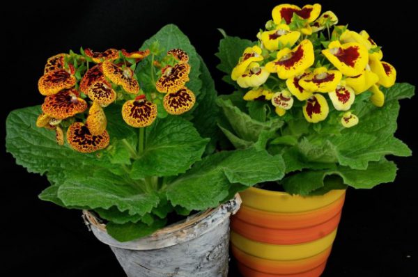 Лучшие цветы для выращивания живых букетов на подоконнике с фото и описанием 