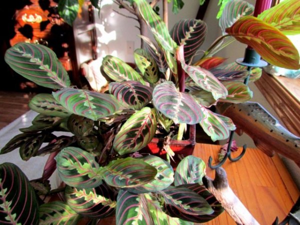 Растения с цветными листьями - фото и названия с описанием 